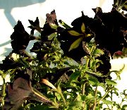 黒 ペチュニア 庭の花 フォト
