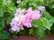 fénykép rózsaszín Virág Petúnia
