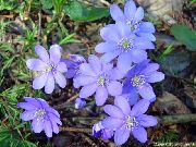 šviesiai mėlynas Liverleaf, Usznica, Roundlobe Hepatica Sodo Gėlės nuotrauka