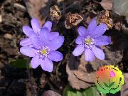 lilac Liverleaf, Liverwort, Roundlobe Hepatica Garden Flowers photo