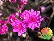 rožnat Liverleaf, Jetrnik, Roundlobe Hepatica Vrtne Rože fotografija