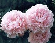 rosa Pfingstrose Garten Blumen foto