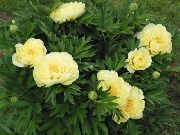 žuti Božur Vrt Cvijeće foto