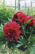 勃艮第 牡丹 园林花卉 照片