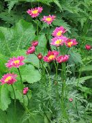 ružový Maľované Sedmokráska, Zlatá Perie, Zlatý Feverfew Záhradné Kvety fotografie
