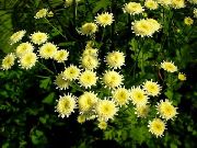 gelb Gemaltes Gänseblümchen, Goldene Feder, Goldene Mutterkraut Garten Blumen foto