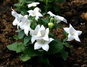 biela Balónovník, Čínština Zvonček Záhradné Kvety fotografie
