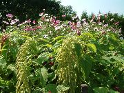 groen Amaranthus, Liefde-Leugen-Bloeden, Kiwicha Tuin Bloemen foto