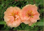 rosa Planta Sol, Portulaca, Aumentou Musgo Flores do Jardim foto
