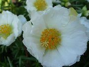 blanc Usine De Soleil, Pourpier, Mousse Rose Fleurs Jardin photo