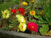红 阳生植物，马齿苋，玫瑰苔藓 园林花卉 照片