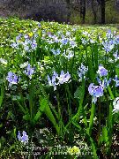 bleu ciel Scille Sibérien, Scilla Fleurs Jardin photo