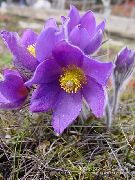紫丁香 Pasque花  照片
