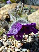 紫 Pasque花  照片