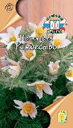 ホワイト オキナグサ 庭の花 フォト