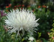biela Amberboa, Sweet Sultan Záhradné Kvety fotografie