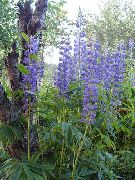 bleu Lupin Streamside Fleurs Jardin photo