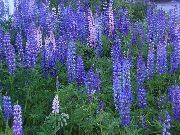 blau Stream Lupine Garten Blumen foto