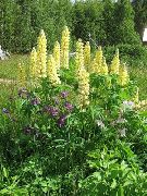 yellow Streamside Lupin Garden Flowers photo