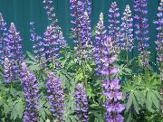 purple Streamside Lupin Garden Flowers photo