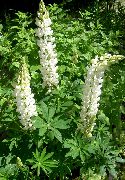 white Streamside Lupin Garden Flowers photo