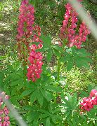 červená Streamside Lupina Zahradní květiny fotografie