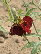 foto Meksički Kape, Siva Čelu Coneflower, Uspravno Prerijski Coneflower, Žute, Crvene Kape Coneflower Cvijet