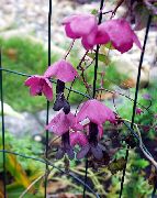 roze Paarse Bell Wijnstok Tuin Bloemen foto