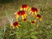 фото Рудбекия Багаторічна Квітка
