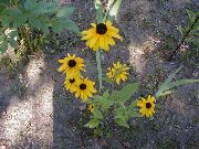 žltý Black-Eyed Susan, Východnej Echinacea, Oranžová Echinacea, Efektné Echinacea Záhradné Kvety fotografie