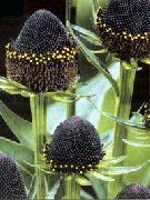фото чорний Квітка Рудбекия Багаторічна