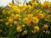 fénykép sárga  Fekete Szemű Susan, Keleti Kasvirág, Narancs Kasvirág, Mutatós Kasvirág