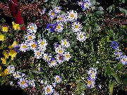 lilac Ialian Aster Garden Flowers photo