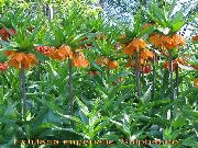 portocale Coroana Fritillaria Imperial Gradina Flori fotografie