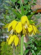 yellow Crown Imperial Fritillaria Garden Flowers photo