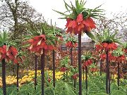 rouge Couronner Fritillaria Impériales Fleurs Jardin photo