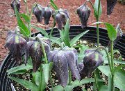 negro Coronar Fritillaria Imperiales Flores del Jardín foto