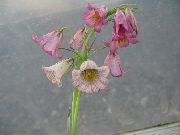 rózsaszín Koronát Császári Fritillaria Kerti Virágok fénykép
