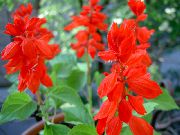 foto Scarlet Kadulja, Salvia Grimizno Crvena Kadulja, Salvia Crvena Cvijet