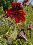 červená Malované Jazyk Zahradní květiny fotografie