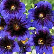 蓝色 涂舌头 园林花卉 照片