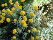 foto Lavanda Kokvilna, Svēts Augs, Zeme Ciprese, Petite Ciprese, Zaļš Santolinas Zieds