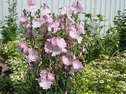rózsaszín Checkerbloom, Miniatűr Hollyhock, Préri Mályva, Ellenőrző Mályva Kerti Virágok fénykép