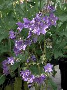 紫丁香 雅各的梯子 园林花卉 照片