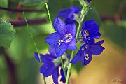 blue Jacob's Ladder Garden Flowers photo