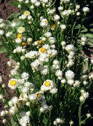 фото білий Квітка Аммобіум Крилатий