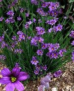 halványlila Stout Kék Szemű Fű, Kék Szem-Fű Kerti Virágok fénykép