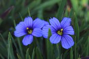 lichtblauw Stout Blue-Eyed Gras, Blue Eye-Grass Tuin Bloemen foto