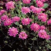 rožnat Scabiosa, V Obliki Blazine Cvet  fotografija