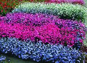 açık mavi Cennetin Gül Bahçe çiçekleri fotoğraf